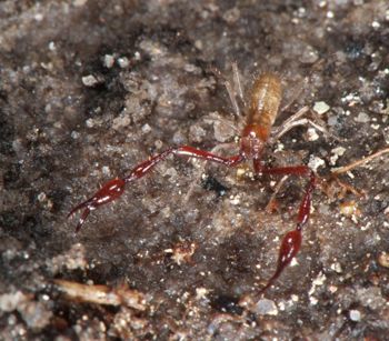 Media type: image;   Invertebrate Zoology 21577
